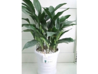 蘇州創(chuàng)景園藝有限公司