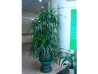 蘇州創(chuàng)景園藝有限公司